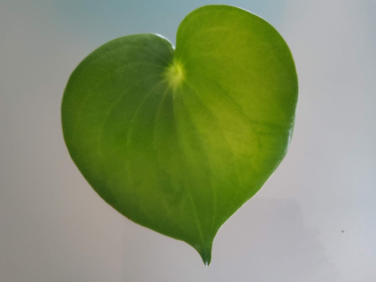 green leaf