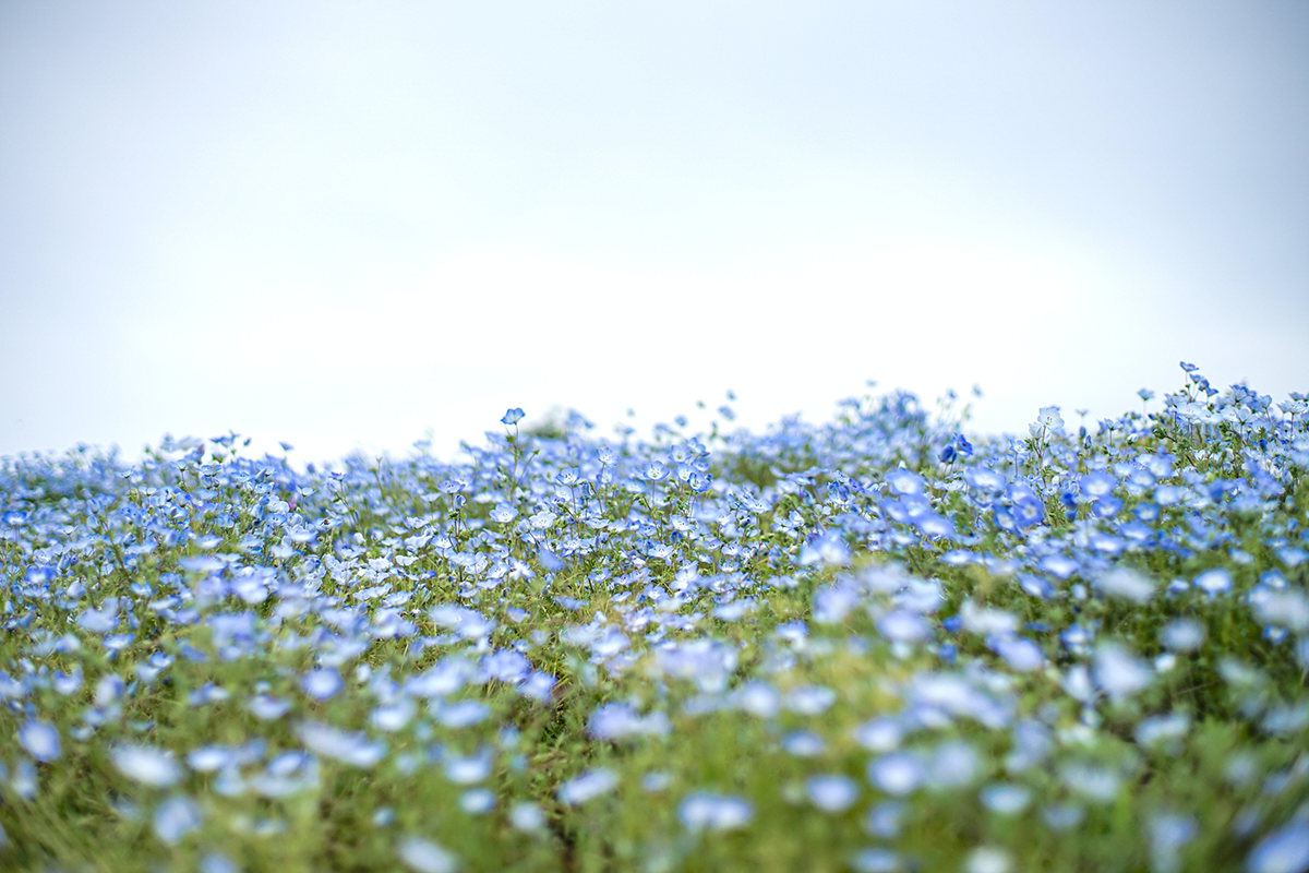 vlasbloemen